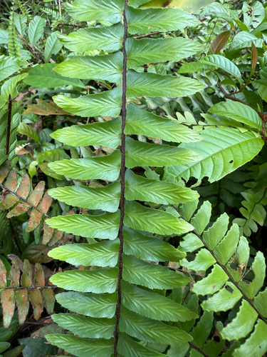 Asplenium longissimum observed 2025-10-10