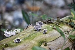 Trametes menziesii