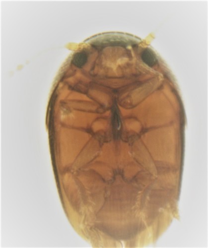 Kuschelidium