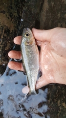 Brycon costaricensis