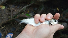 Brycon costaricensis