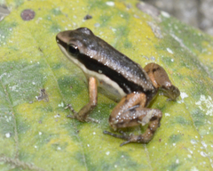 Dendrobatoidea