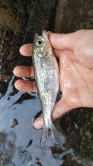 Brycon costaricensis