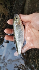 Brycon costaricensis