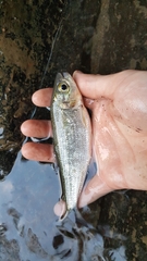 Brycon costaricensis
