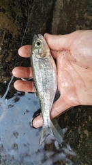 Brycon costaricensis