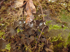 Peltigera evansiana