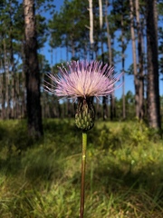 Cirsium lecontei