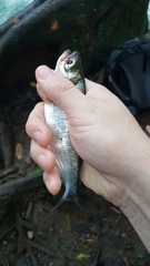 Brycon costaricensis