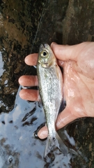 Brycon costaricensis