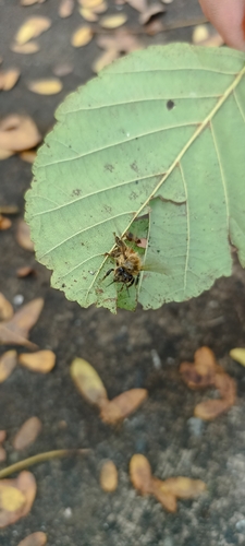 Western Honey Bee