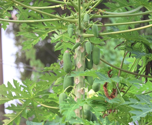 Papaya