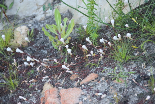 Oxalis oreithala (Oxalis oreithala)