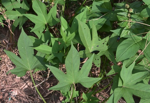 sweet potato