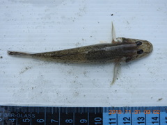 Glossogobius