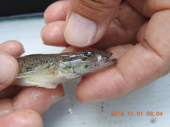 Glossogobius