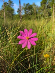 Sabatia gentianoides