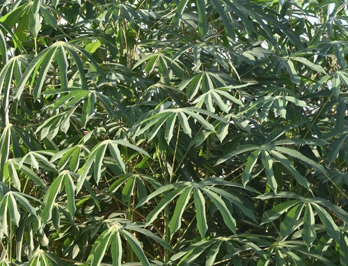 Cassava