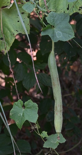 Sponge Gourd