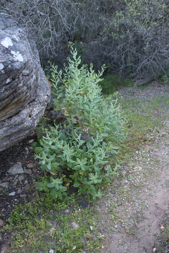Paperleaf Ragwort (Senecio vestitus)
