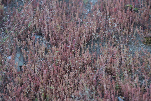 Thunbergs Stonecrop (Crassula thunbergiana)