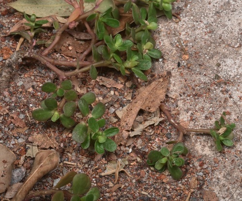 Common Purslane