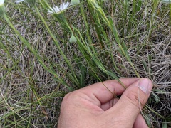 Erigeron caespitosus