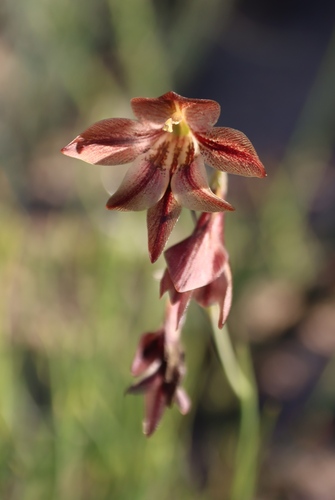 Small Brown Afrikaner (Gladiolus hyalinus)