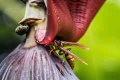 Polistes carnifex carnifex
