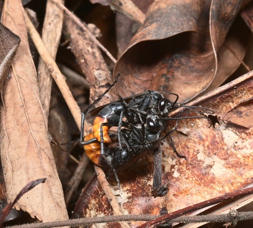 Asian Red-tailed Spider Wasp