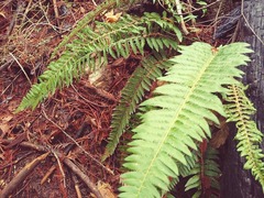 Polystichum californicum × munitum