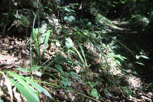 Carex autumnalis iNat (1)