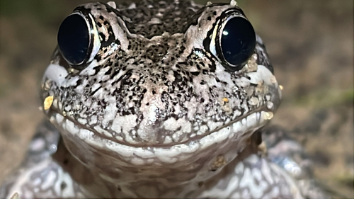 Banjo Frog, Limnodynastes dumerilii