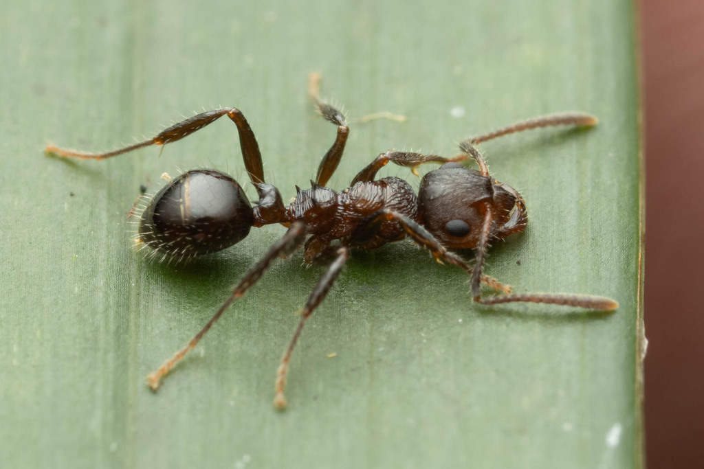 Pseudonotoncus hirsutus