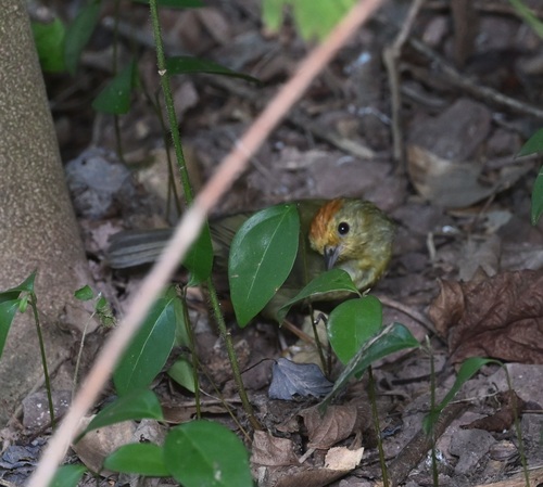 Rufous-capped Babbler