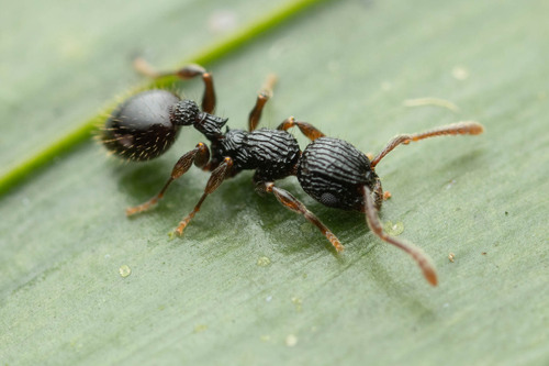 Podomyrma mjobergiPodomyrma mjobergi