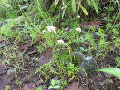 Cyperus seslerioides