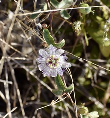 Passiflora santiagana