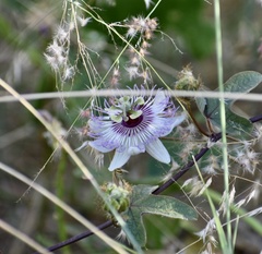 Passiflora santiagana