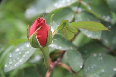 Rosa