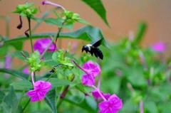 Xylocopa grisescens
