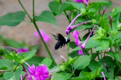 Xylocopa grisescens