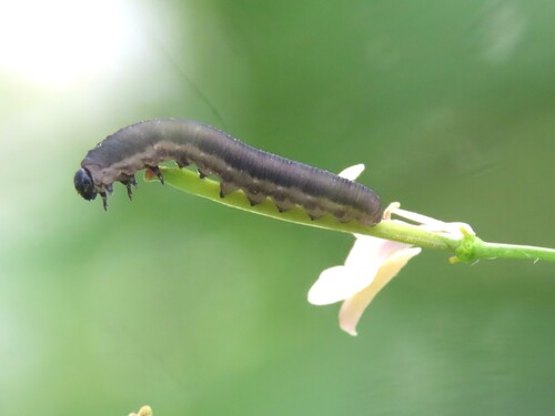 Turnip Sawfly