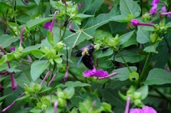 Xylocopa grisescens