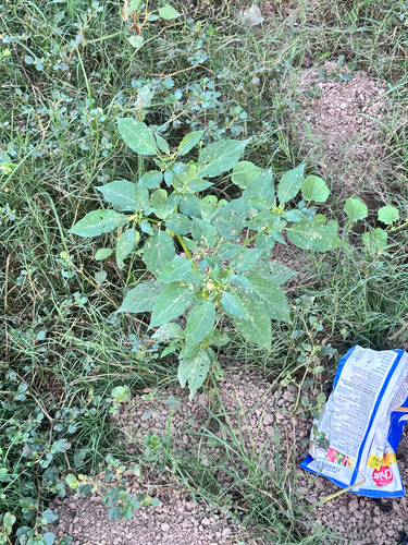 cutleaf groundcherry