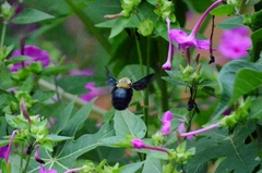 Xylocopa grisescens