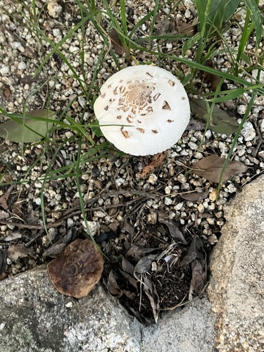 Chlorophyllum molybdites