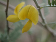 Aeschynomene nivea