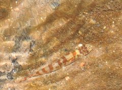 Liniparhomaloptera disparis