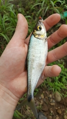 Brycon costaricensis